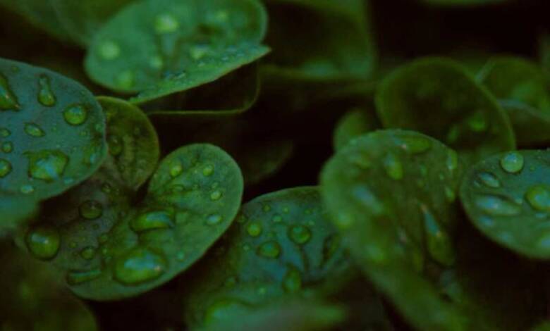 Descubrieron que las semillas germinan más rápido al "escuchar" la lluvia