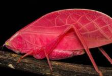 El fascinante grillo “barbie” de Panamá que se transforma según el ciclo de la selva