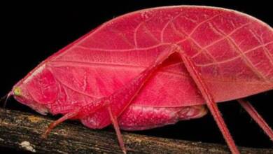 El fascinante grillo “barbie” de Panamá que se transforma según el ciclo de la selva