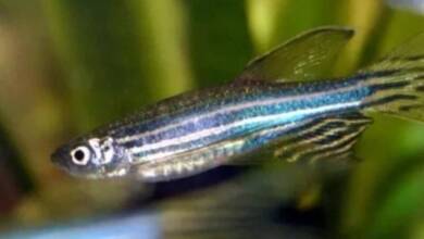 El pez cebra regenera sus órganos en una semana y se estudia su potencial para la medicina humana