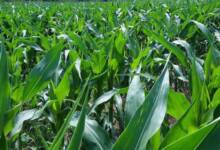El pis humano podría ser clave en los fertilizantes del campo