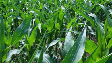 El pis humano podría ser clave en los fertilizantes del campo