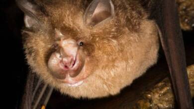 Identificaron cuáles son los murciélagos con mayor potencial pandémico