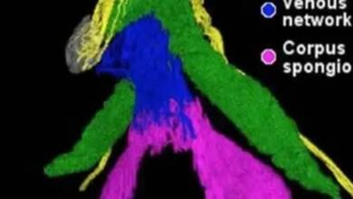 La ciencia mapeó la red nerviosa completa del clítoris