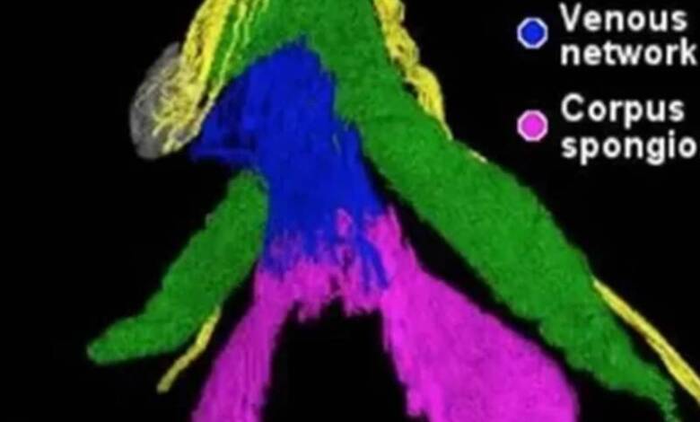 La ciencia mapeó la red nerviosa completa del clítoris
