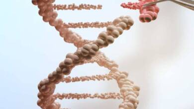 Lograron suprimir el cromosoma extra del síndrome de Down mediante la edición celular