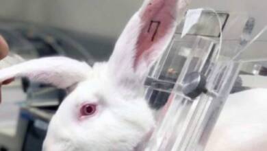 México prohibió el uso de animales en la industria cosmética