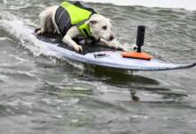 Murió Sugar, la perra surfista que hizo historia en California