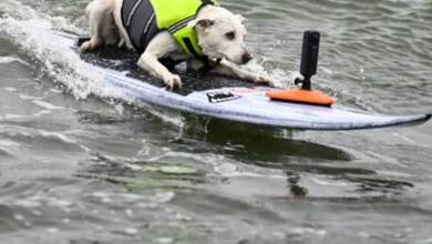 Murió Sugar, la perra surfista que hizo historia en California