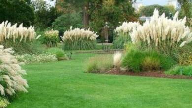 Por qué plantar especies nativas en lugar de césped, pinos y palmeras